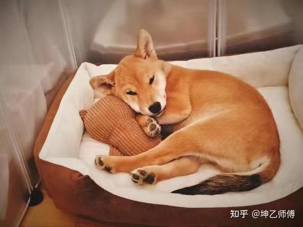 梦见狗死有何寓意？插图