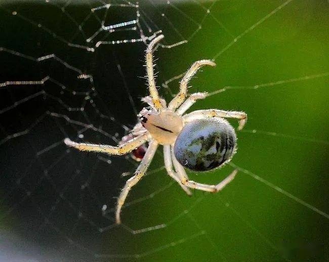 梦见蜘蛛，梦境背后的深层含义与解析插图