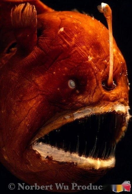 梦见怪鱼，潜意识深处的神秘启示插图