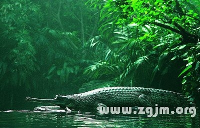 梦见鳄鱼，梦境深处的隐秘启示插图