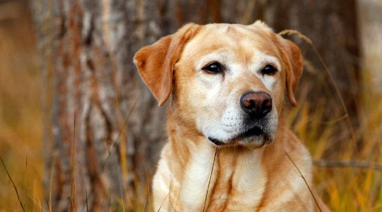 梦见狗咬不松口,财运佳,出行需防意外插图 梦见狗咬不松口,财运佳,出行需防意外插图