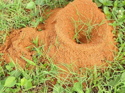 梦见蚂蚁窝,身心疲惫需远离,恋情高升或异性寻觅插图 梦见蚂蚁窝,身心疲惫需远离,恋情高升或异性寻觅插图