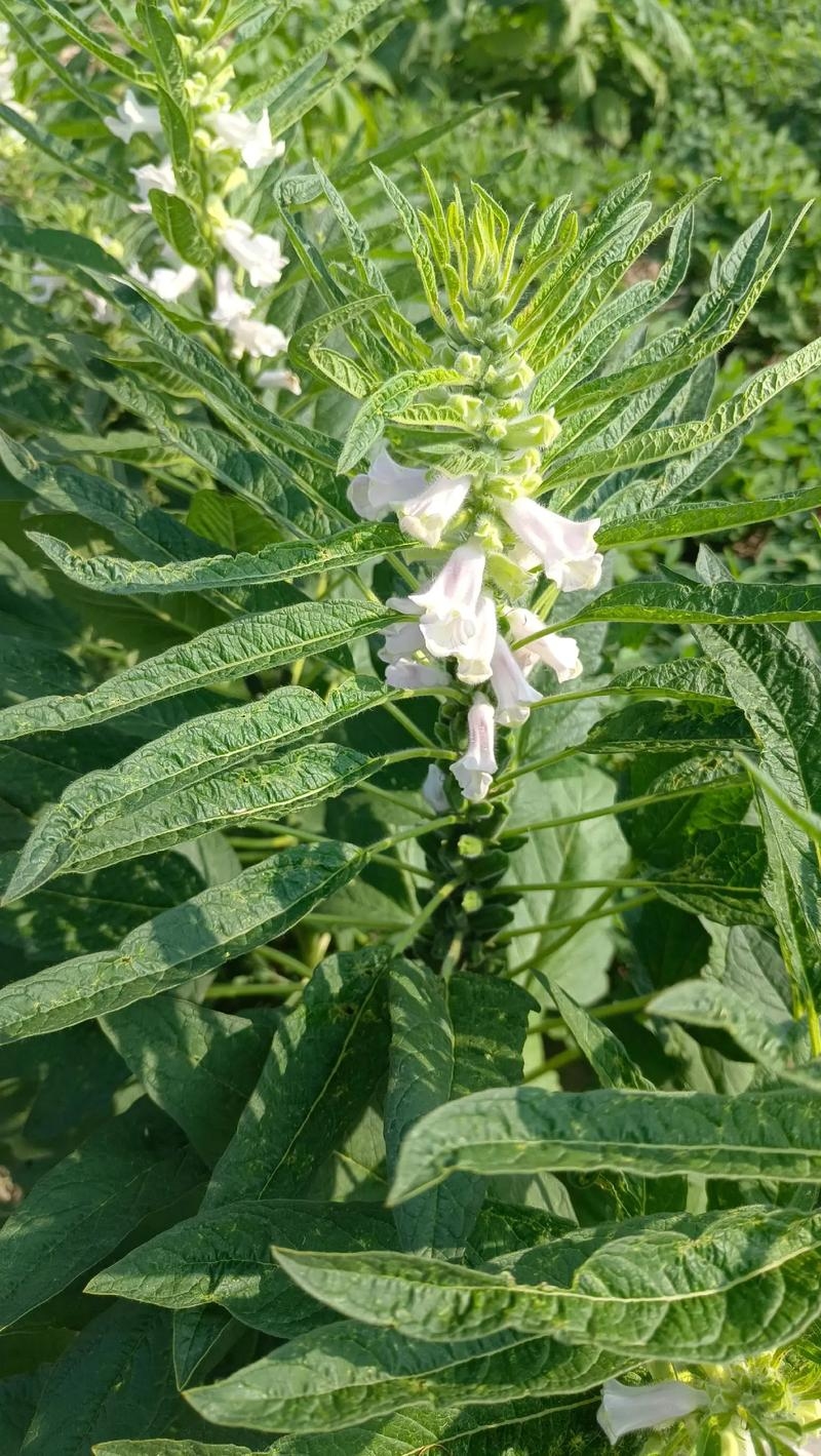 梦见芝麻,寓意与心灵深处的启示插图 梦见芝麻,寓意与心灵深处的启示插图
