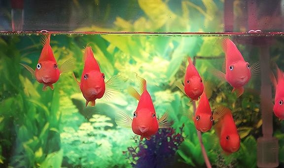 梦见捞鱼，心灵的自由与梦境的神奇插图