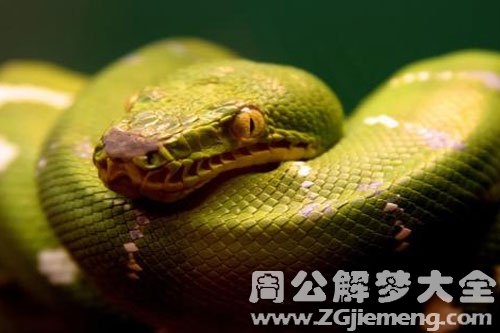 梦见蛇预示近期运势不佳，需守旧为安插图