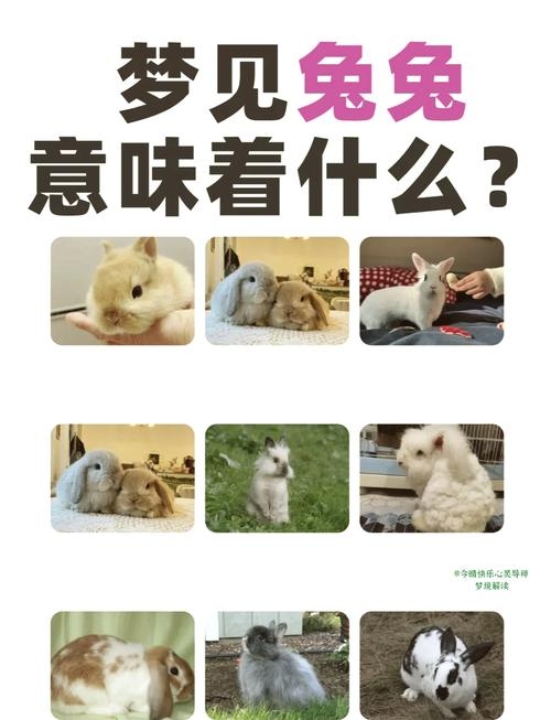 梦见兔子，梦境中的温柔预兆与心灵启示插图