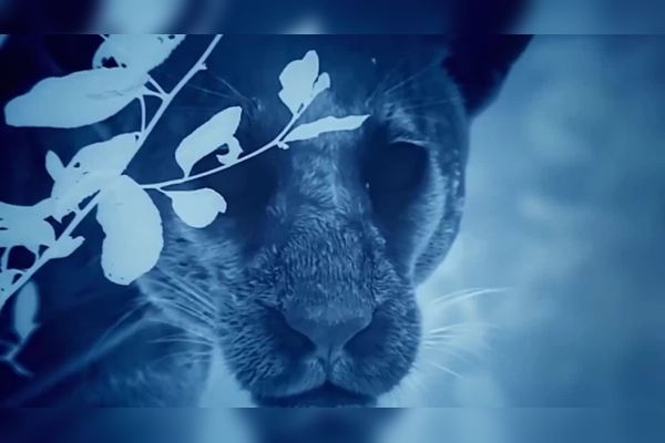 梦见豹子，梦境中的野性与神秘插图