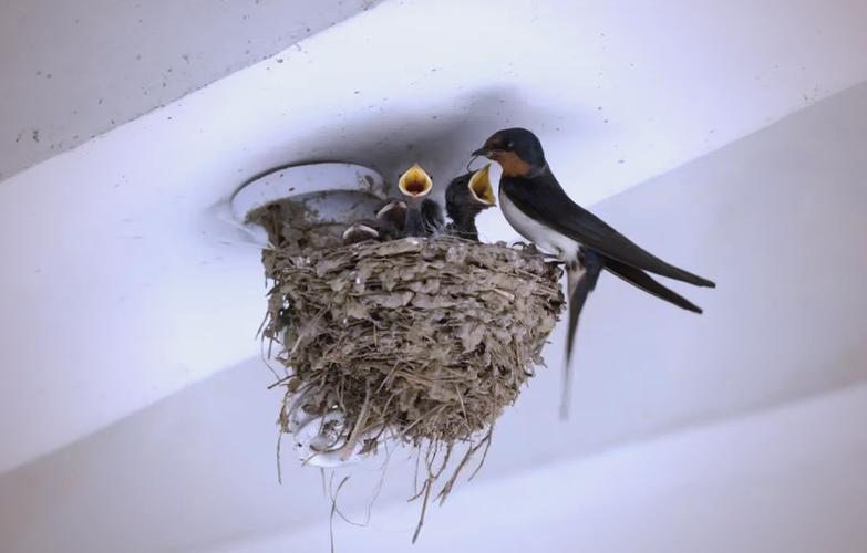 梦见燕子筑巢，吉祥之兆，家宅兴旺插图