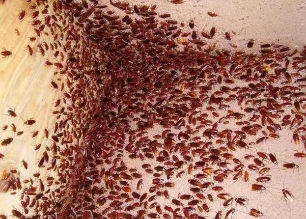 梦境中的不速之客，梦见蟑螂的深层解析插图