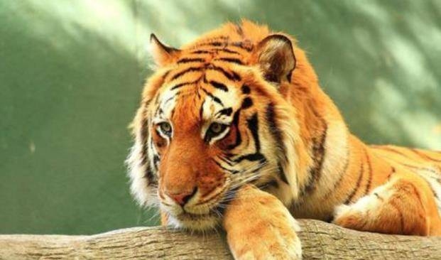 母老虎代表生肖，龙与虎的文化寓意插图