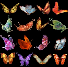 目迷五色，蝴蝶更贴切插图