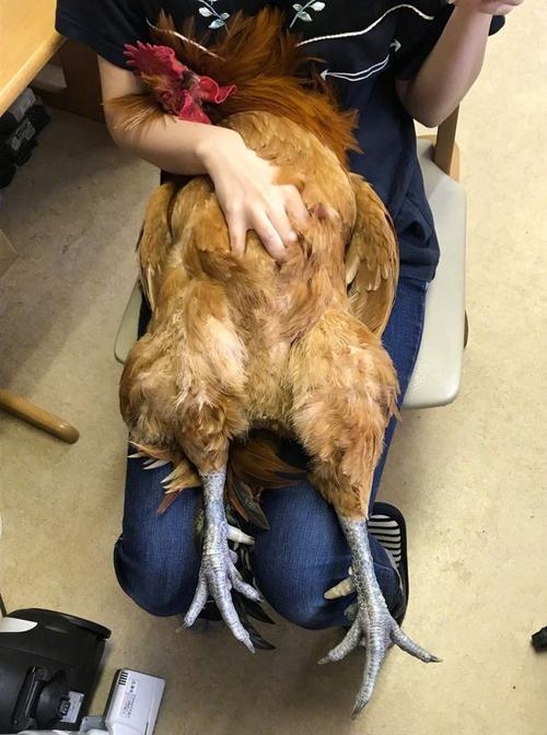 美女小鸡，萌宠新宠的独特魅力插图