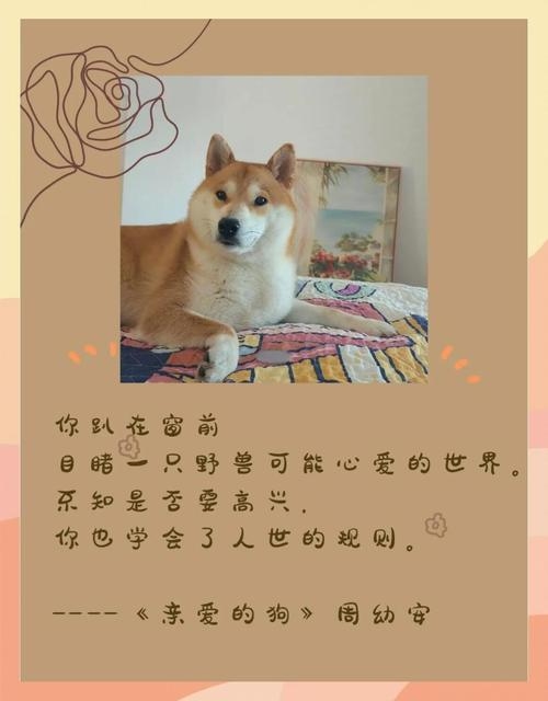 梦入群狗，寻得生机与希望插图