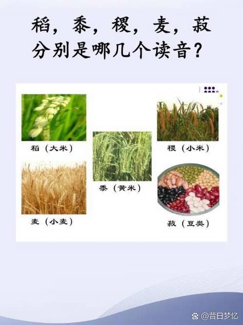 麦田的金色旋律，探索麦的拼音之美插图