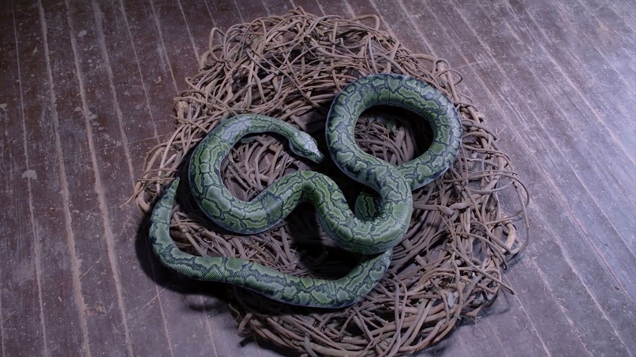 梦里的蛇成谜，别被吃蛇的梦境牵着走插图