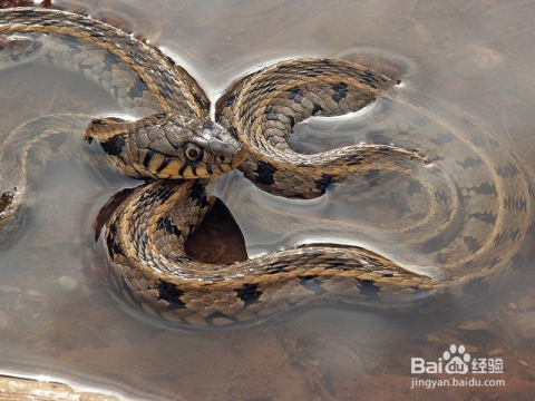 梦蛇预示事业或健康方向,需留意防范。插图 梦蛇预示事业或健康方向,需留意防范。插图