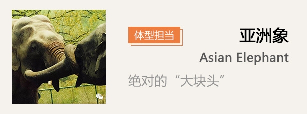 名扬四海，揭秘与生肖相关的传奇动物插图