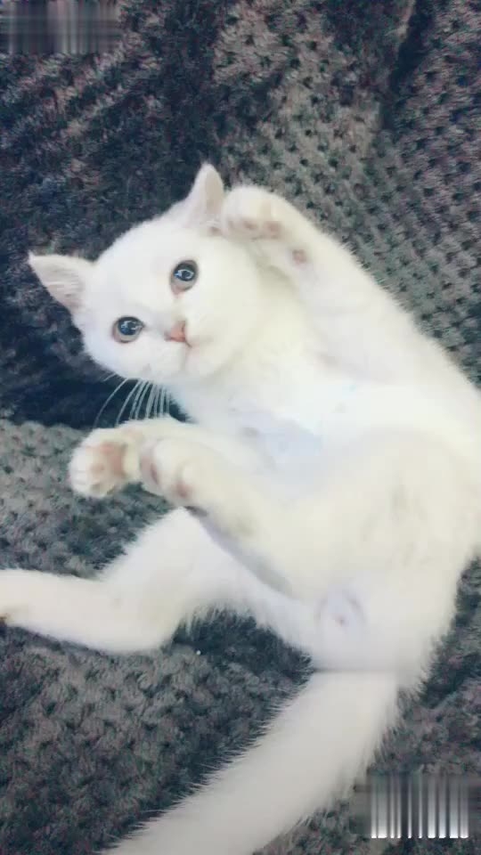 梦中的杀猫，不安与警觉交织的猫梦之旅插图