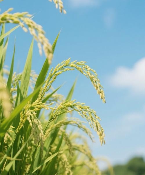 梦中的稻谷，一场关于时间与感知的奇妙邂逅插图