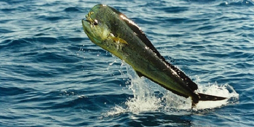 梦中的鱼，双重感官的奇幻与现实交织插图