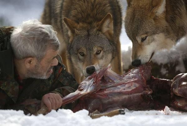 梦中浮现的狼影，被噩梦唤醒的生存密码插图