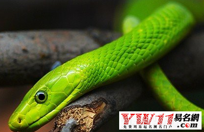 女人梦见蛇预示生活吉兆或特定情境插图