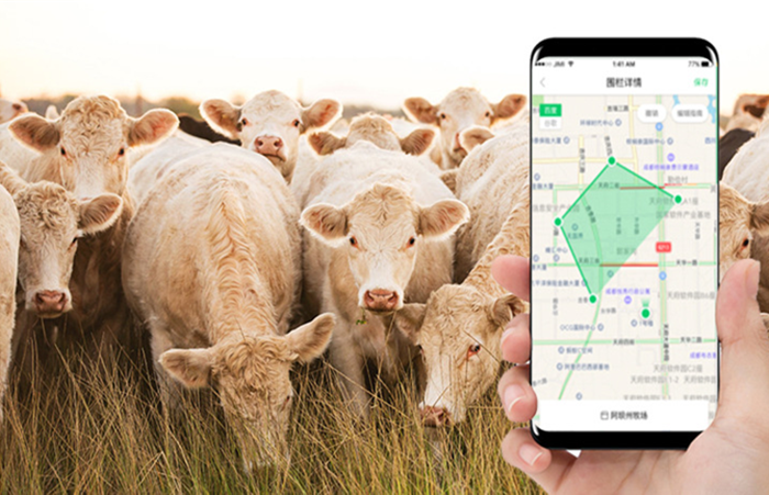 女人与牛马羊猪狗，共生的智慧与温情插图