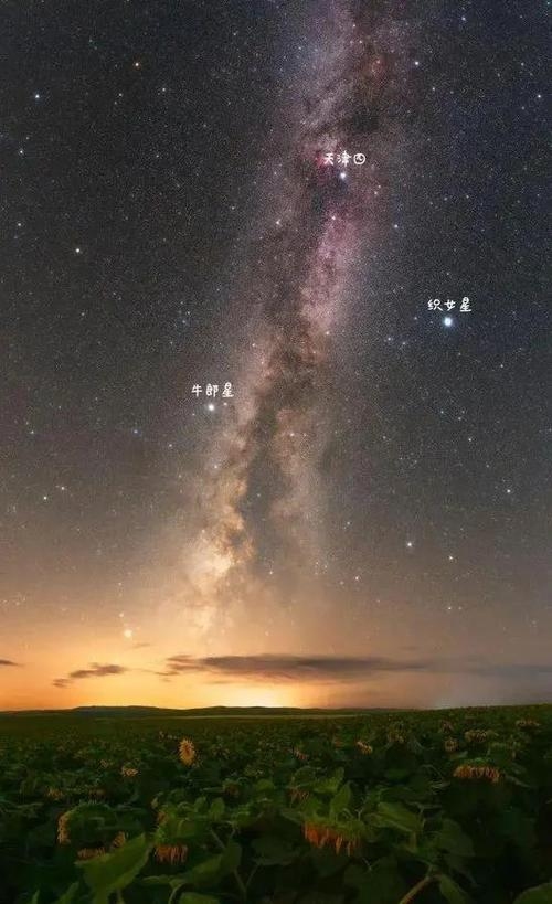 牛郎星，织女星下的浪漫星座插图