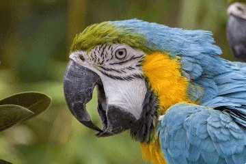 起好名字,打造个性化昵称,让鹦鹉也出彩插图 起好名字,打造个性化昵称,让鹦鹉也出彩插图