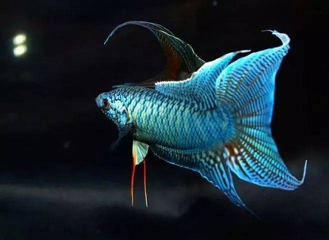 如鱼得水，龙游四海——揭秘生肖中的如鱼得水插图