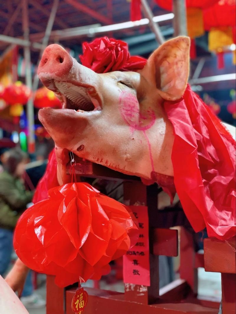 十冬腊月，生肖之谜，猪的丰收庆典插图