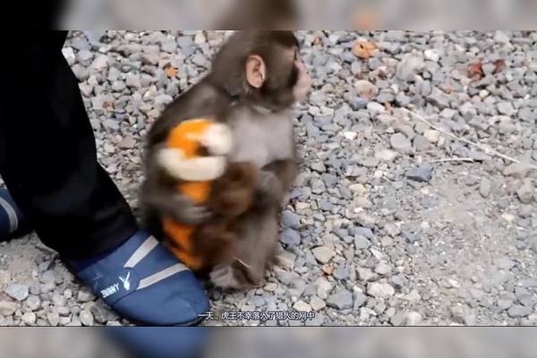 十二生肖中，猴与龙皆具变化无常之特性，机智灵活的猴子VS掌管天象的神龙。插图