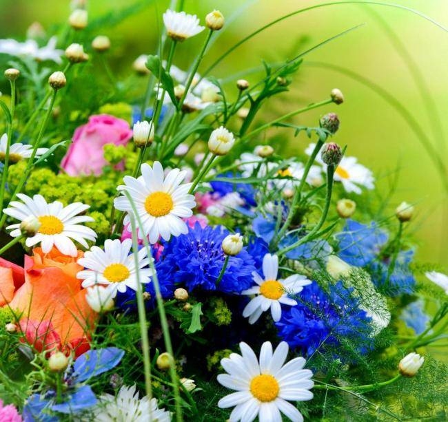 四海为家打一生肖是龙插图