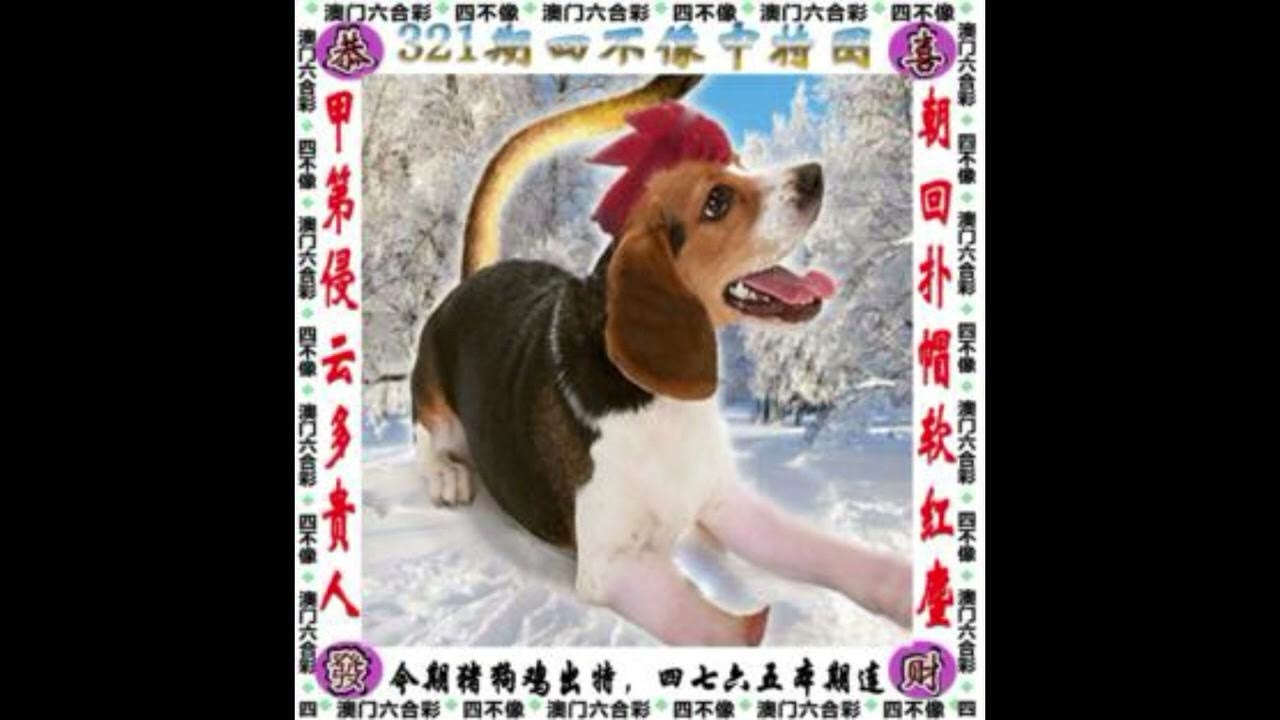 四海一家打一生肖插图