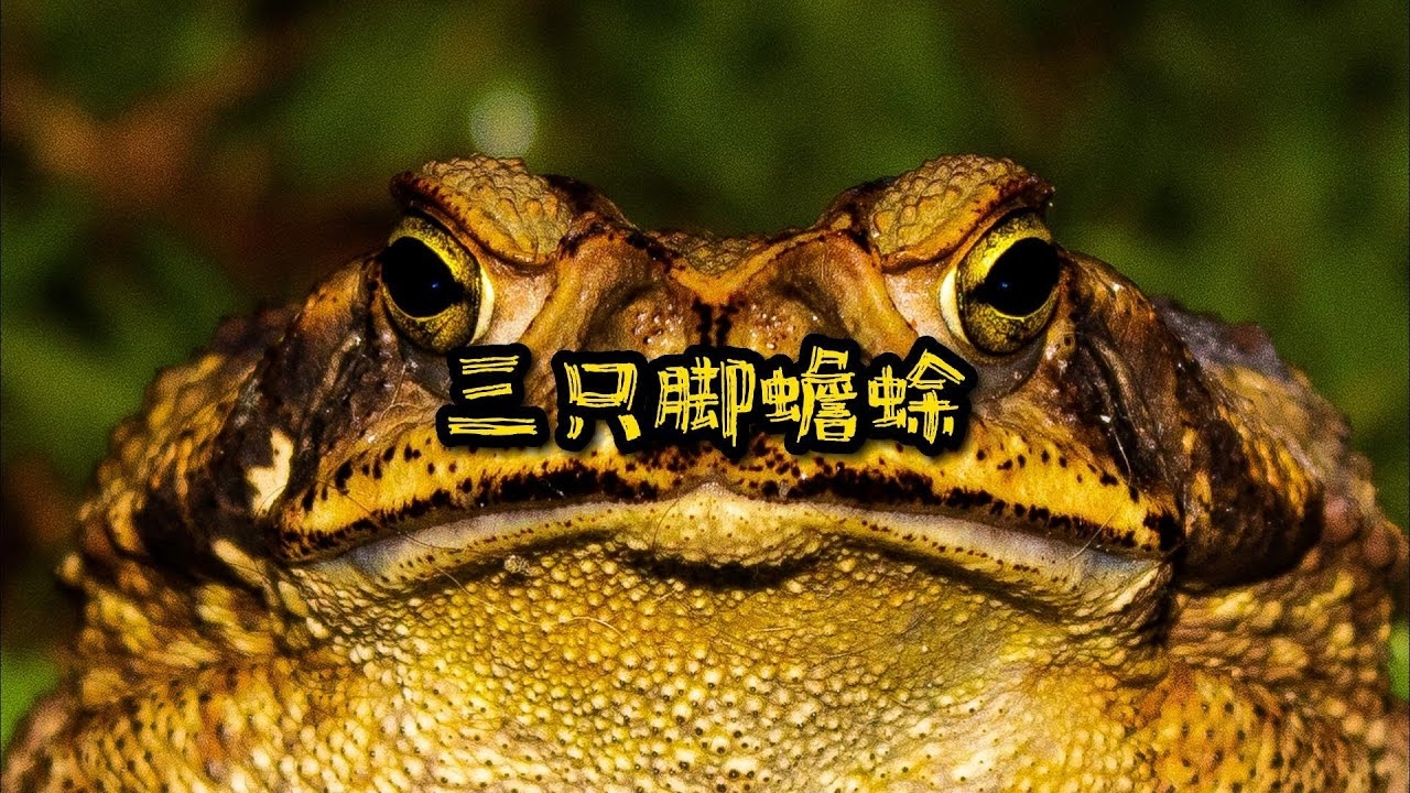 三脚蟾蜍，守护自然秩序的守护者插图