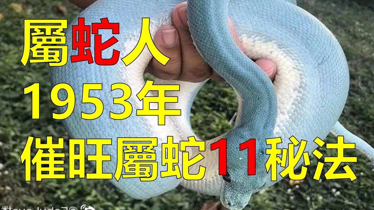 三马同槽指的是生肖蛇插图 三马同槽指的是生肖蛇插图