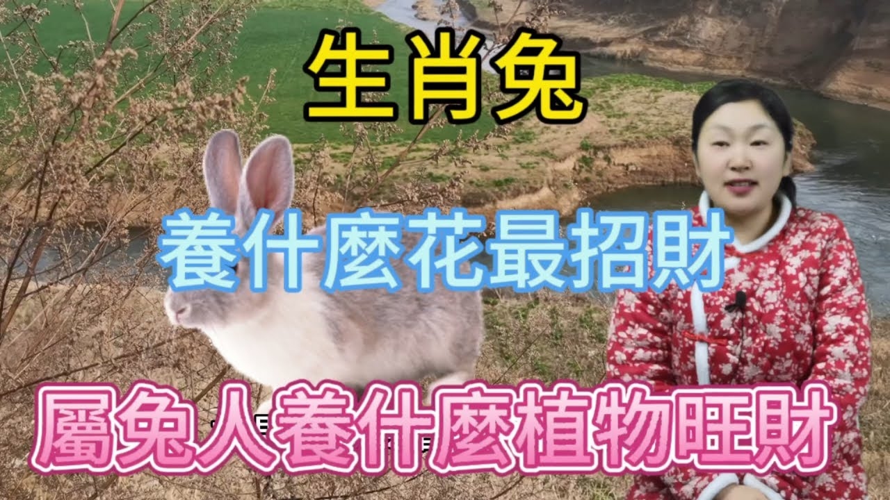 生肖本命带绿花，属兔可能性最大插图