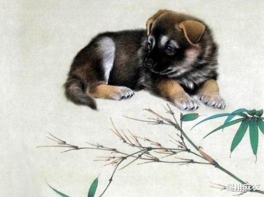 生肖答案为狗。插图