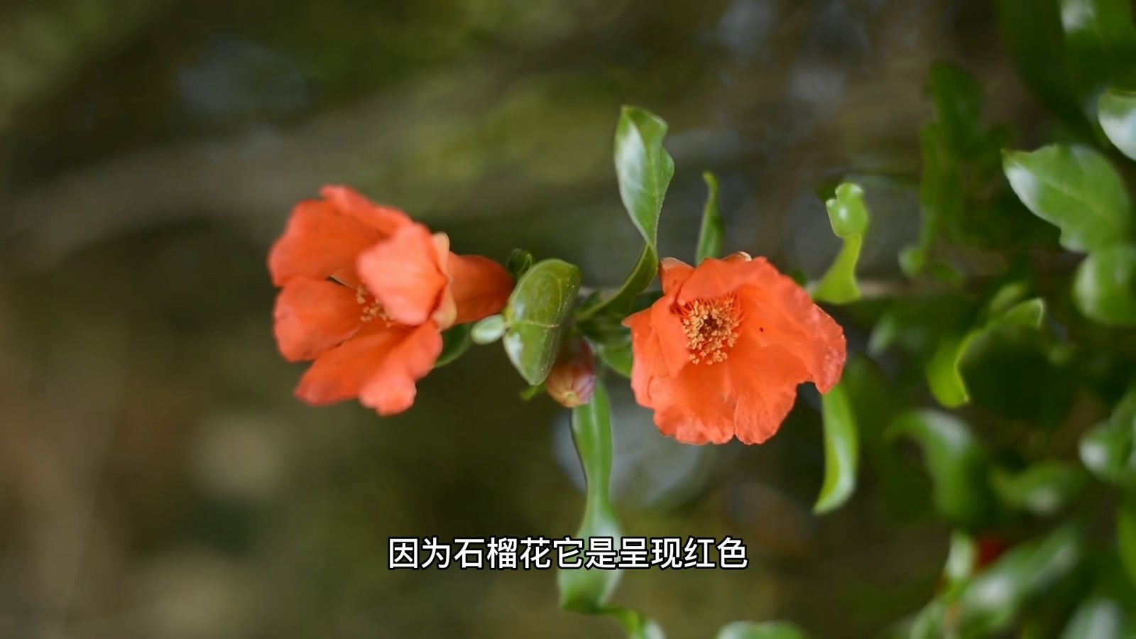 石榴花花语，芬芳绽放，美好无限插图