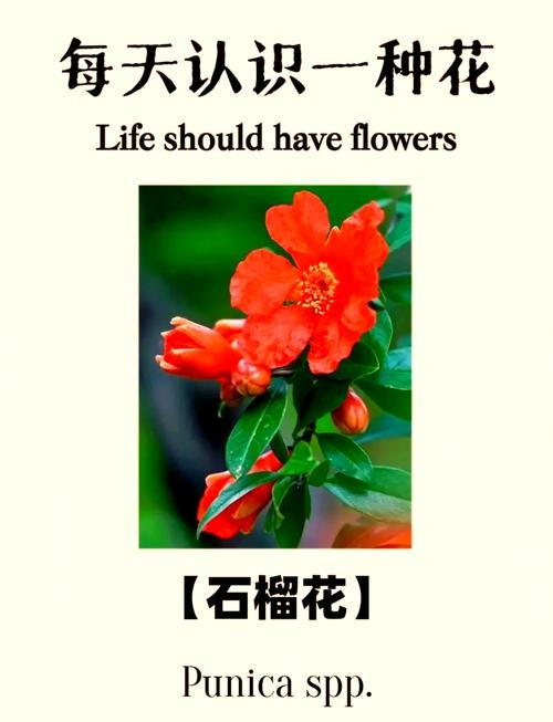 石榴花花语，多子多福，繁荣与希望的象征插图