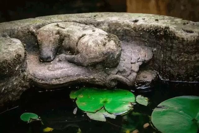 水缸梦，破晓时刻的静谧与思辨插图