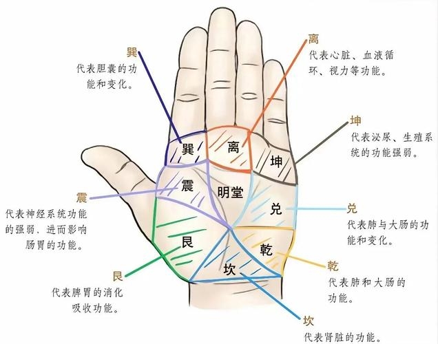 手掌算命，探索古老智慧与现代科学的交汇点插图