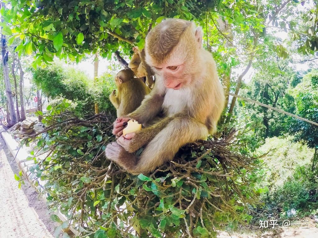 生肖蛇满腹牢骚与猴相关，凸显其猴子般活泼特性。插图