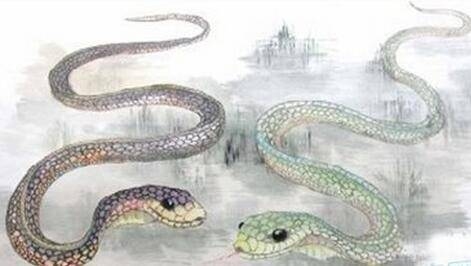 十里飘香，生肖蛇的独特魅力插图