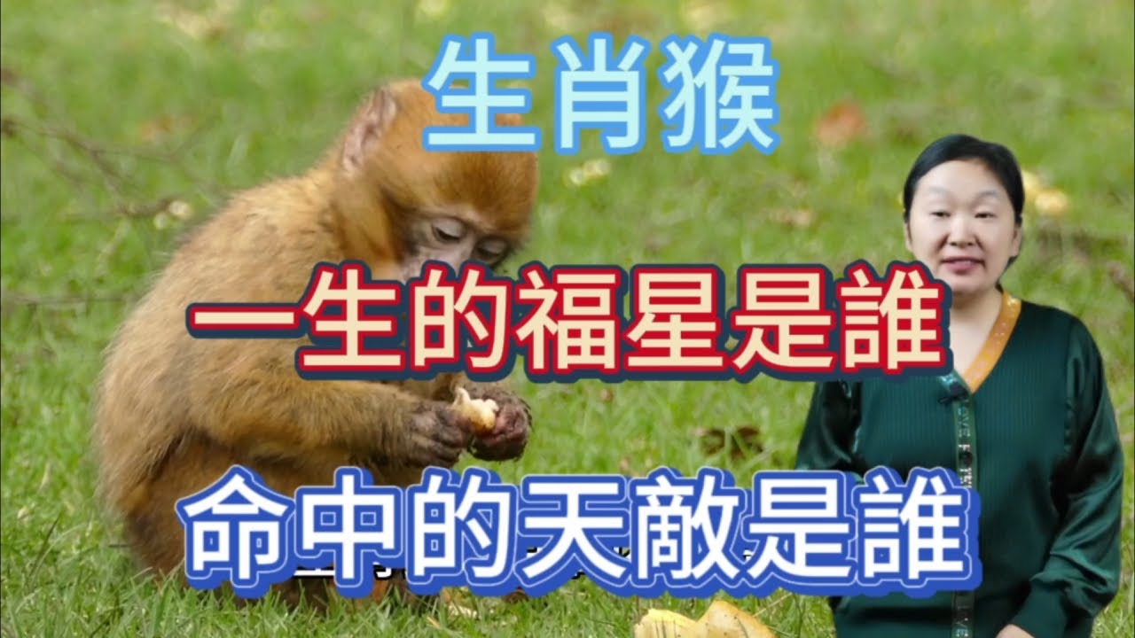 生肖智慧，猴，最接近无所不知的生灵？插图