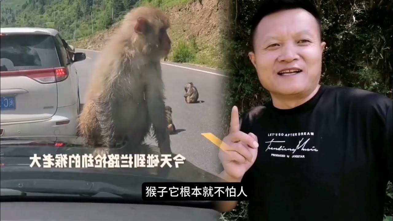 杀鸡儆猴打生肖趣解插图