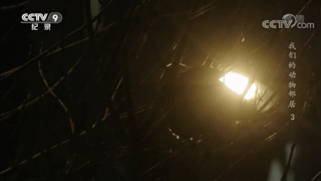 深夜梦境「牙齿」飘落预示，内心动态波动与脑机关联，现代都市中「夜晚听碎牙声」，深层心理负荷监测插图