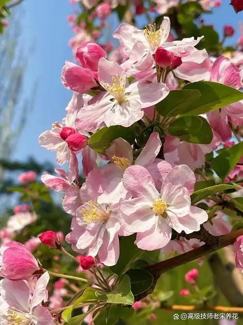 三月十四日的春日绮梦插图