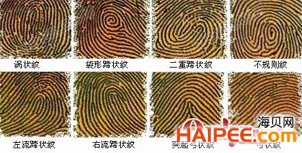 手指纹算命，探索古老智慧与现代科学的交汇点插图