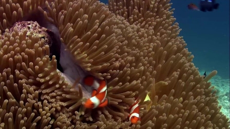 五光十色，生肖之谜揭晓，蛇插图